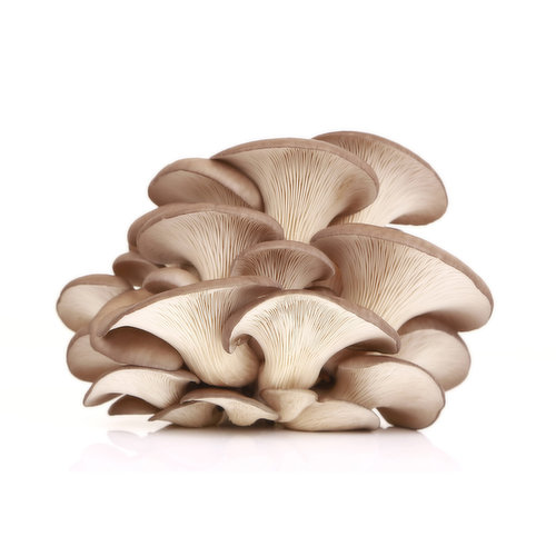 Misty Mountain - Mushrooms Oyster Organic