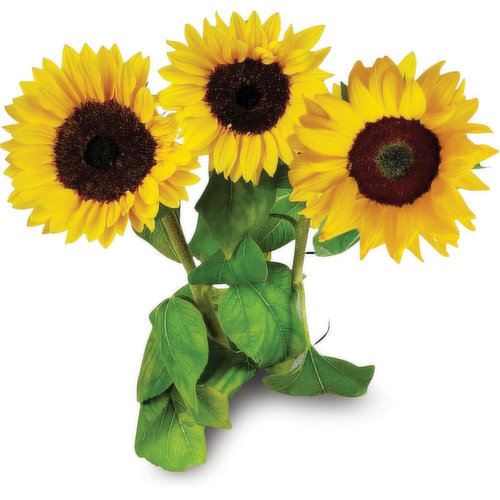 Bring the sunshine to your special someone this season of love with bright Sunflowers