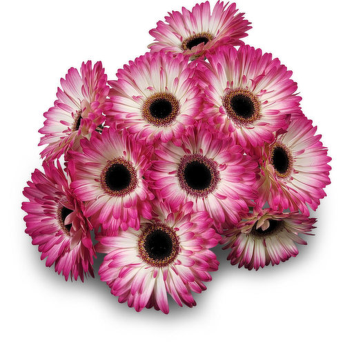 Gerbera - 10 Stem Bunch