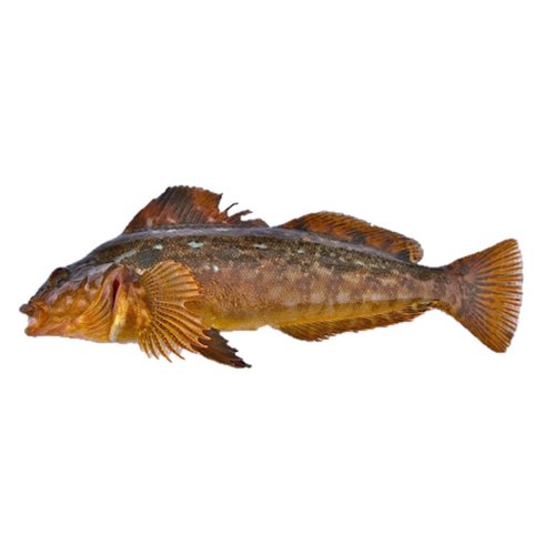 Live - O/W Lingcod - Save-On-Foods