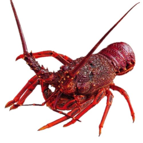 Live - Live US Spiny Lobster