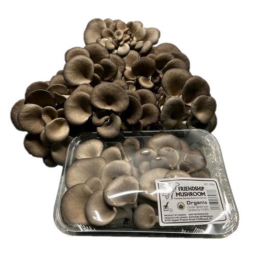 Friendship - Organic Oyster Mushroom