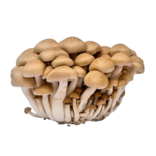 Mushroom - Brown Beech, Fresh