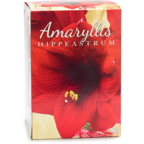 Amaryllis - Bulbs Red,  Gift Box