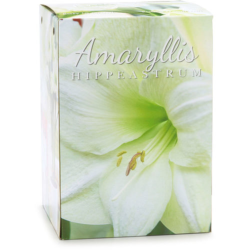 Amaryllis - Bulb White, Gift Box