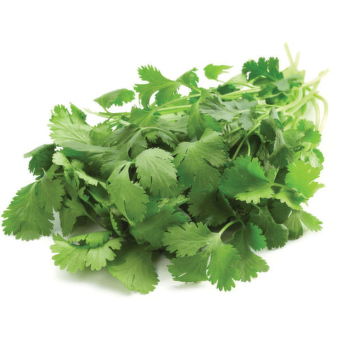 Cilantro (Coriander) - Organic, Bunch Fresh