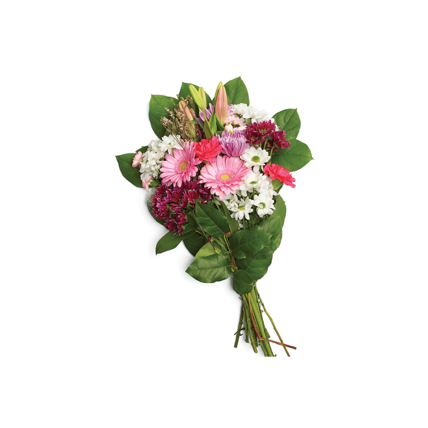 Light Pink Spray Rose 100 stems buy bulk flowers- JR Roses