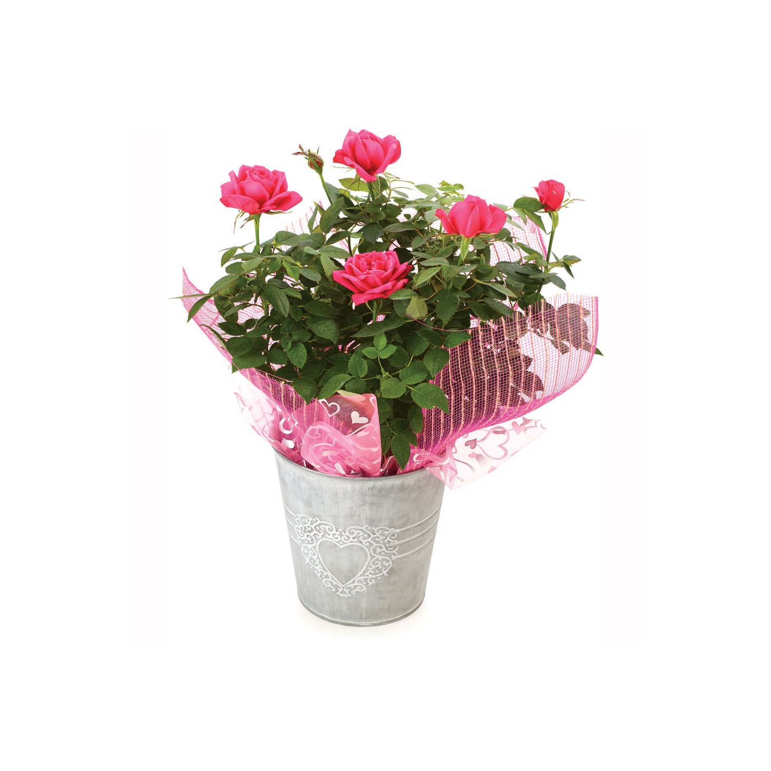 French Lace - 2 Quart Rose Potted Live Plant – Ma Cherie Roses