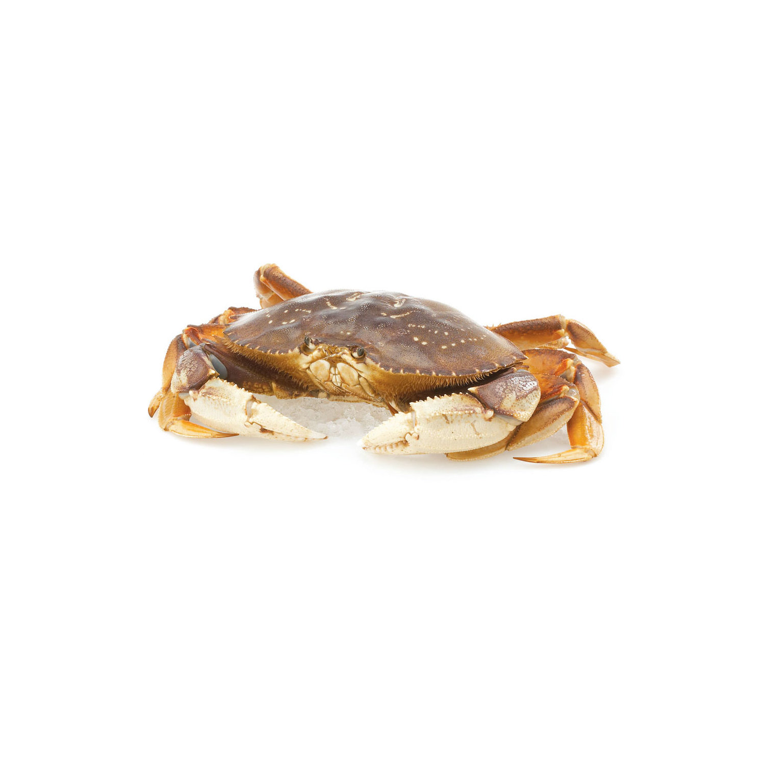 Live - Ocean-wise Dungeness Crab - Large - Save-On-Foods