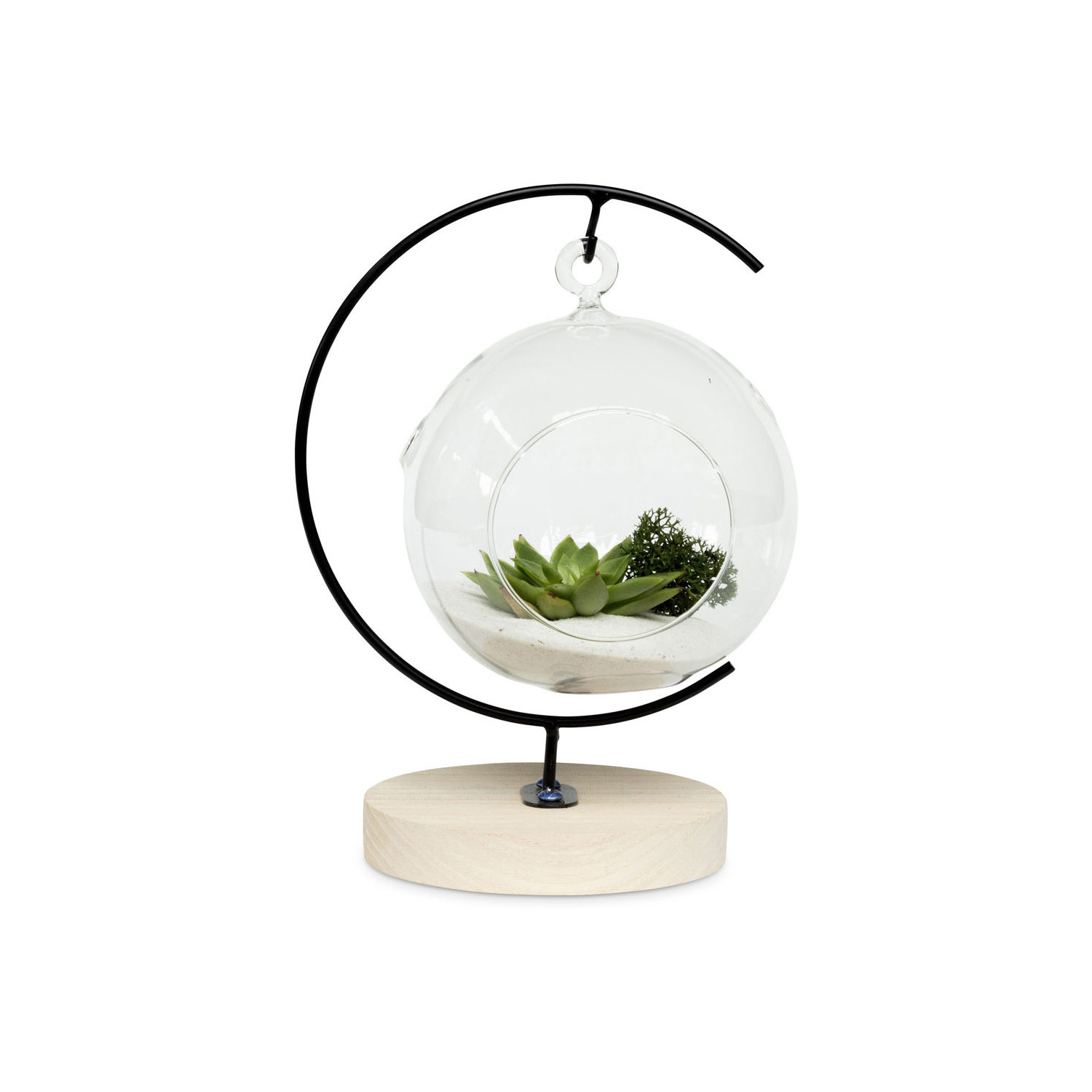 Image of Glass hanging globe with single plant