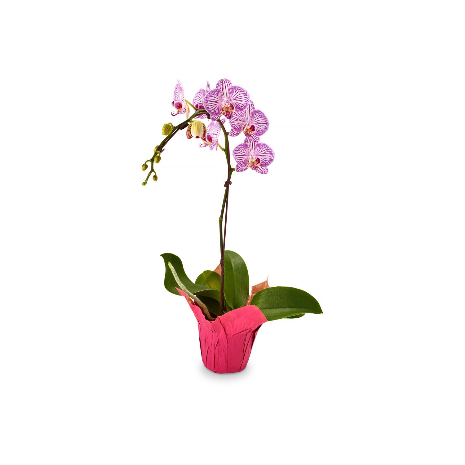 Artisenal Orchid Pot 4in