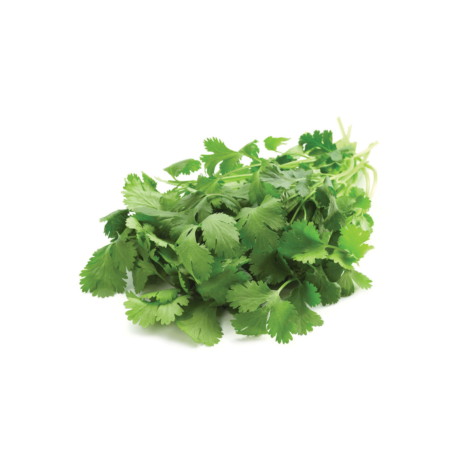 Cilantro Coriander Organic Bunch Fresh