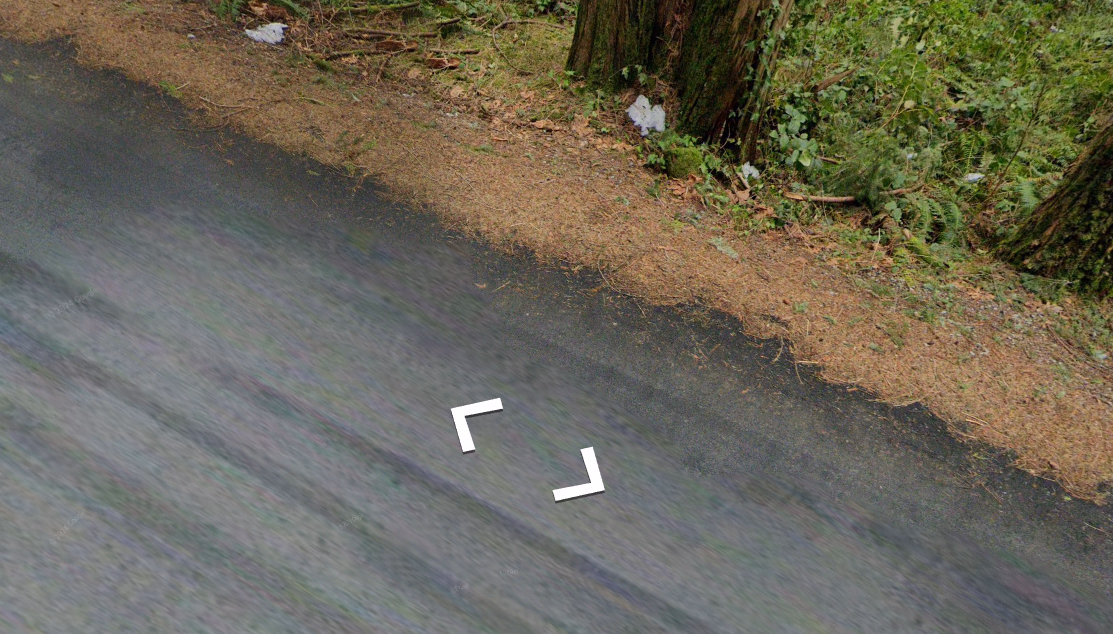 British Columbia - Redcedar needles — how it looks in GeoGuessr
