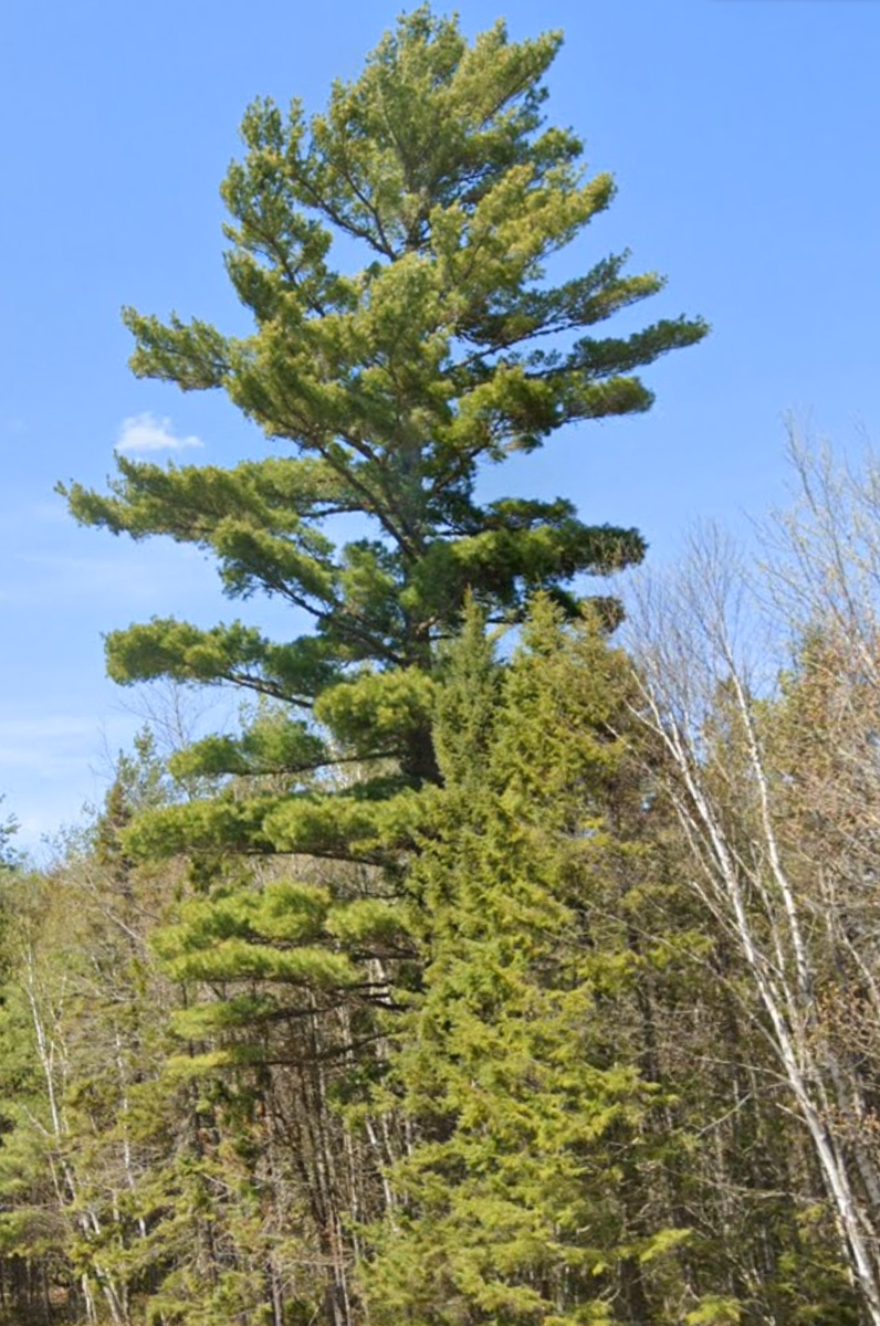 Eastern Canada - Eastern white pine — how it looks in GeoGuessr