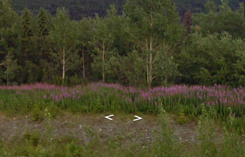 Yukon - Pink fireweed — how it looks in GeoGuessr