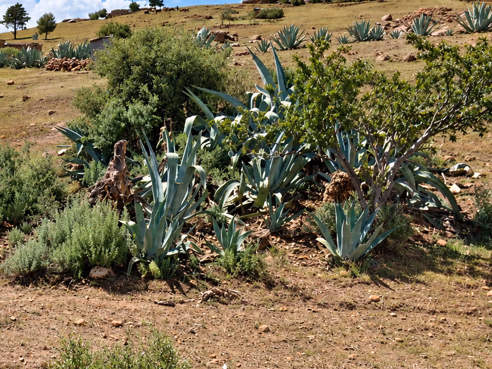 Agave Plants in Lesotho — how it looks in GeoGuessr