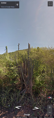 Curacao clue: Cacti
