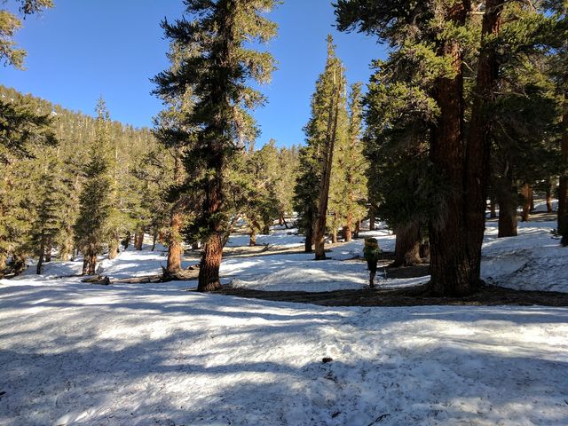 Nothing special -- just crossing a snowy forest.