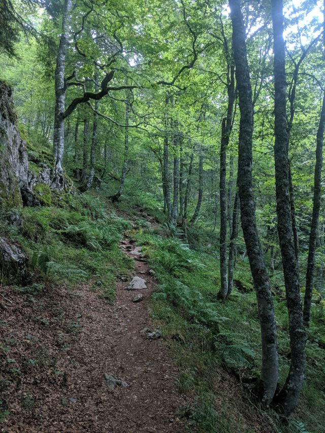 So much green (it never gets old)