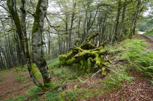 Neat mossy log