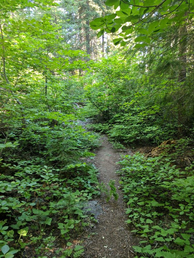 I have no idea where this long green tunnel came from -- I thought that was the Appalachian Trail.