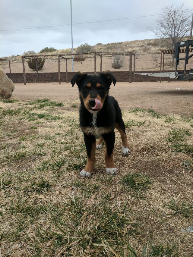 Licking his chops