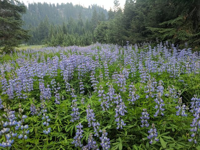 So many flowers.