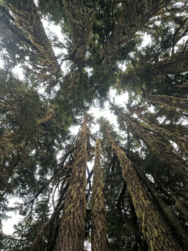 It was like a council of Ent elders watched over me all night.