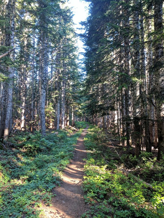 Whoa! A dirt path through the trees!