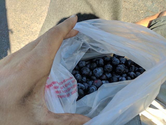 A pound of blueberries