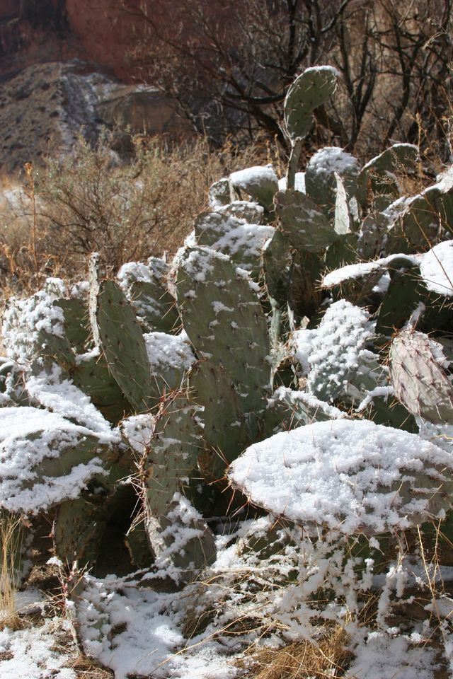 Chilly cacti