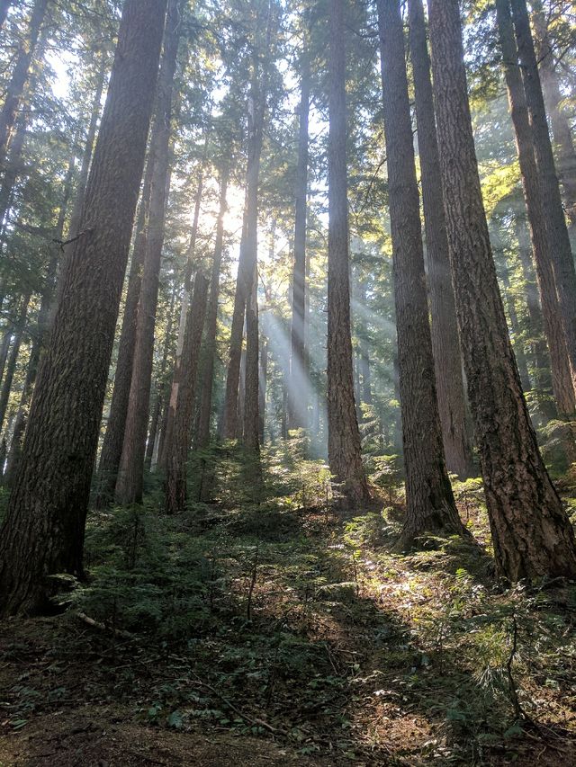 But there are beautiful forests, too.