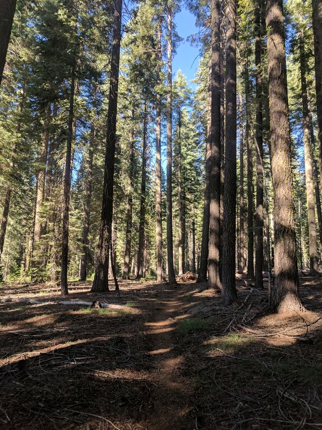 Lassen National Forest (not Park)