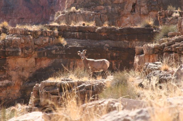 A bighorn sheep!