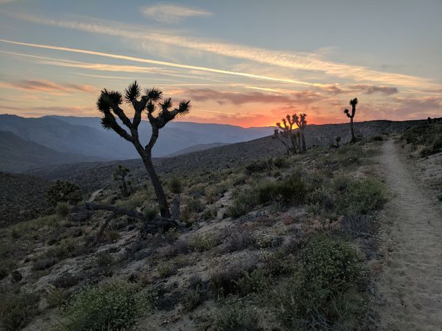 Pretty sunsets, with Joshua trees