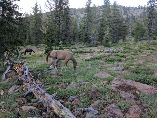 Random horses I encountered!