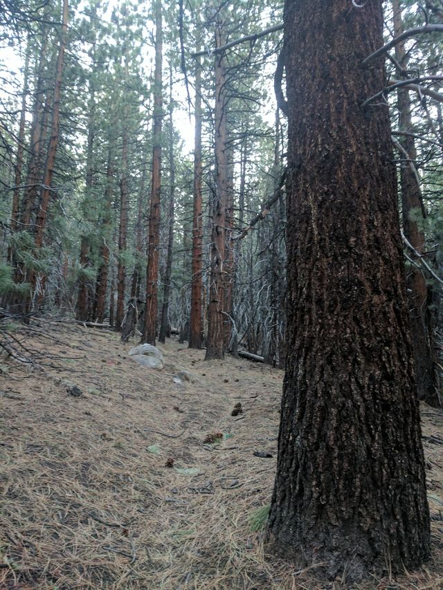 Forest walks are still novel to me again.