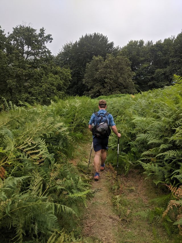 So many ferns!