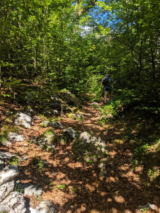 Forests were a very welcome reprieve from the sun.