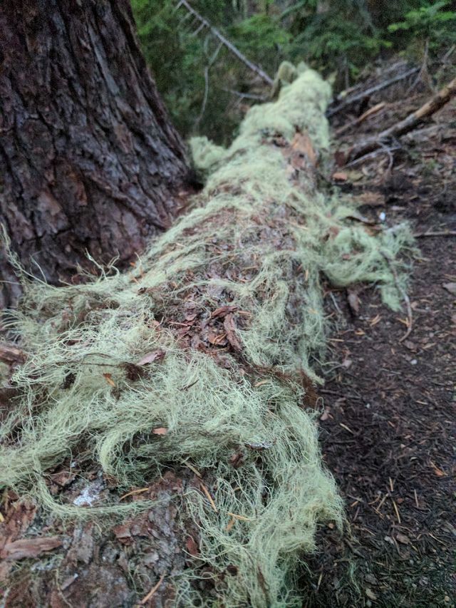 By the time you reach Oregon, even the trees have beards.