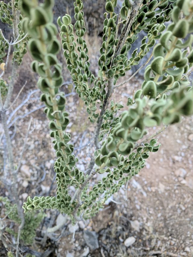 I saw this plant with these crazy leaves and I really liked them