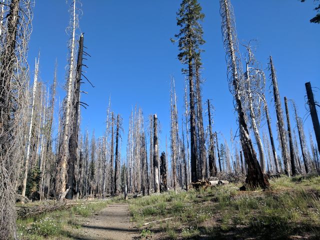 Tree carcasses.