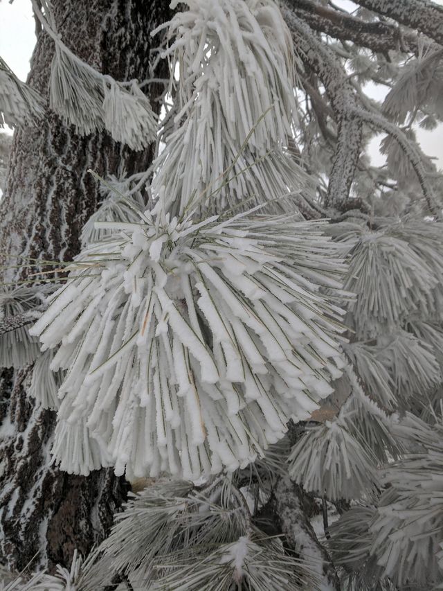 Snowy trees