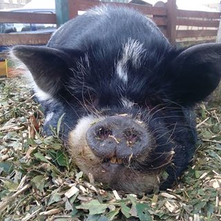 Logo de la société Spitalfields City Farm