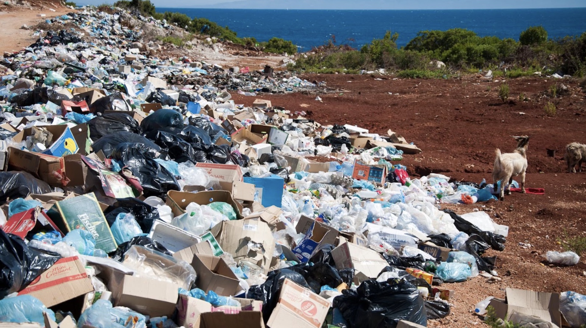 Rubbish is piled up along a beach. Bits of plastic and cardboard boxes are scattered. Two goats stand beside the rubbish, and the sea is in the distance.