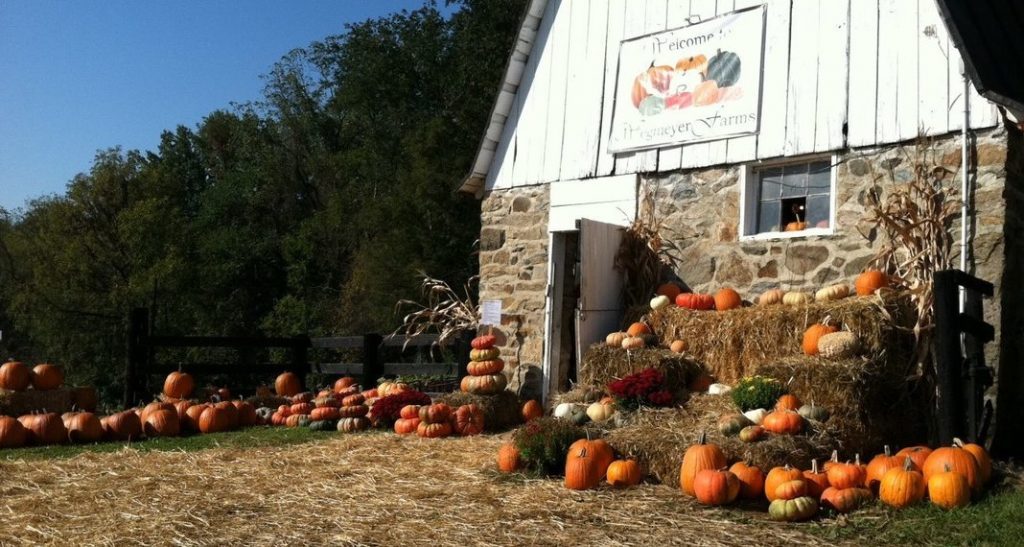 Des citoruilles pour Halloween dans une ferme en Virginie.