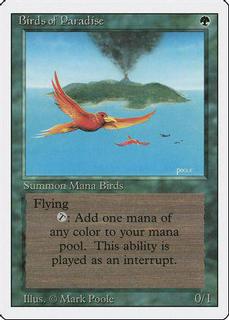 Birds of Paradise
