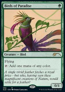 Birds of Paradise