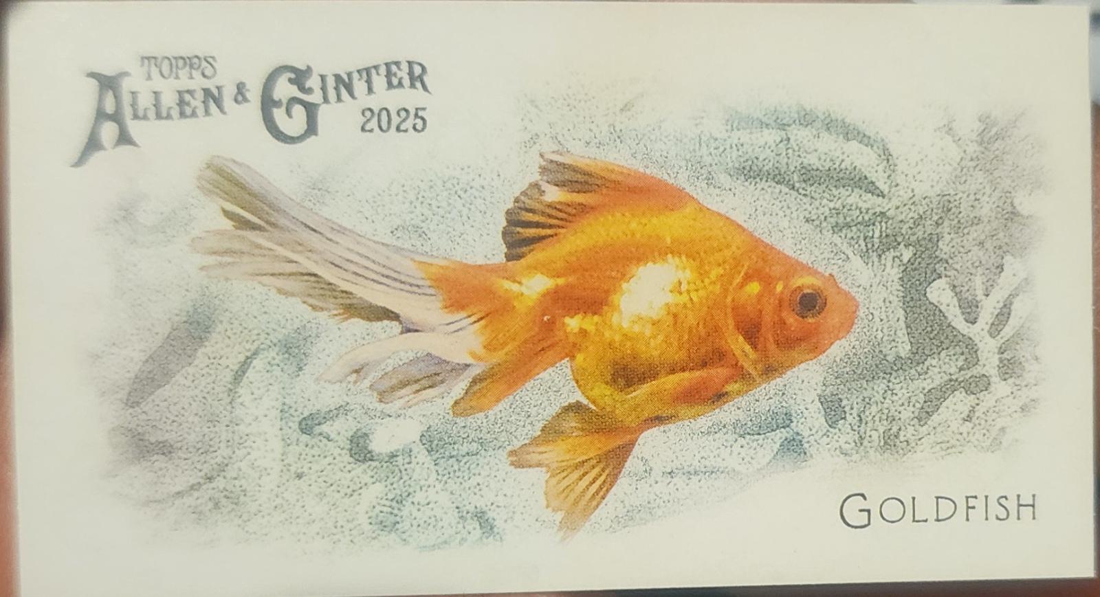 Goldfish #FGW-5