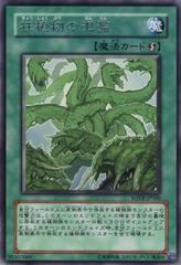 Raging Mad Plants #SOVR-JP060